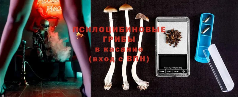 купить закладку  Зеленокумск  Галлюциногенные грибы Magic Shrooms 